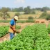 Produtores agrícolas revelam dificuldades para contratar funcionários