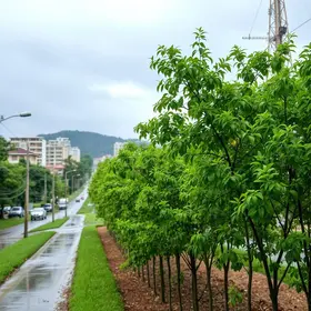 Cuiabá retoma arborização urbana com meta de 3.500 novas árvores na temporada de chuvas