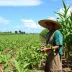 Mato Grosso AgroFestival é sucesso e coloca Cuiabá no centro da cultura e do agronegócio