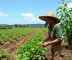 MT Produtivo recebe 105 propostas para fortalecer a agricultura familiar