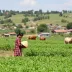 "Investir na agricultura familiar é fortalecer os municípios", diz secretária