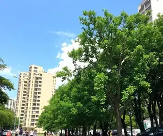 Prefeitura de Cuiabá planta 150 mudas de árvores no bairro Pedra 90