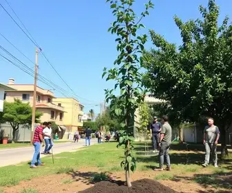 Cuiab� planta 150 mudas de �rvores no bairro Pedra 90...