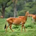 Zoonoses de Várzea Grande faz alerta para alta de casos positivos e pede atenção da população aos sinais da doença
