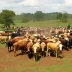 Mato Grosso registra maior abate bovino da história para um primeiro semestre