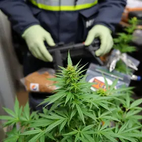 FICCO/PR apreende cerca de 700 kg de maconha