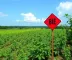 Sema impõe multa de R$ 52,6 mil a gigante do agro por irregularidade