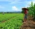 Agro enfrenta crise e entra em recuperação de R$ 15 milhões