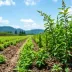 D�ficit de Reserva Legal nem sempre impedir� o plantio...