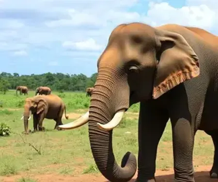Santuário de Elefantes Brasil: Uma Década de Cuidados e Amor