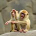 Macacos zogue