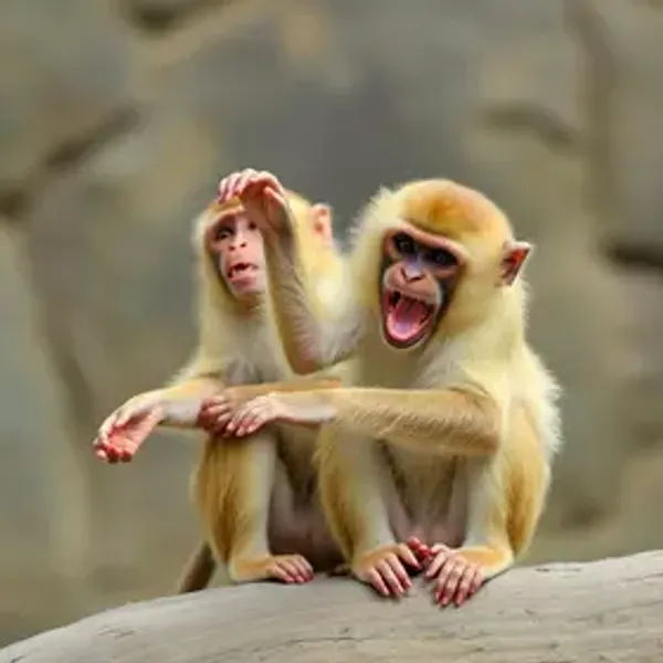 Macacos zogue